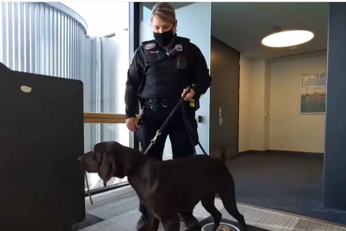 Non compra il biglietto al cane e lo abbandona: Pitt resta solo in aeroporto