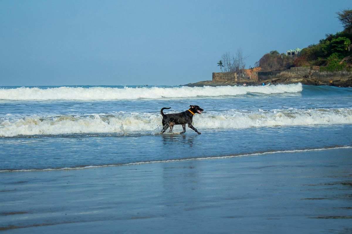 Un cane trova una bottiglia in riva al mare: dentro c’è un messaggio che arriva da lontanissimo