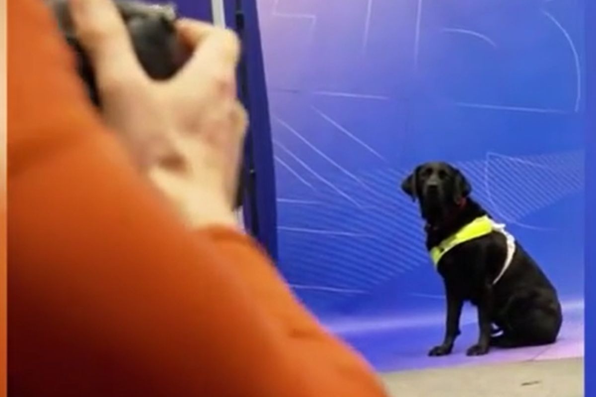 Dietro le medaglie di Milano-Cortina 2026 ci sono anche loro: i cani dei campioni paralimpici