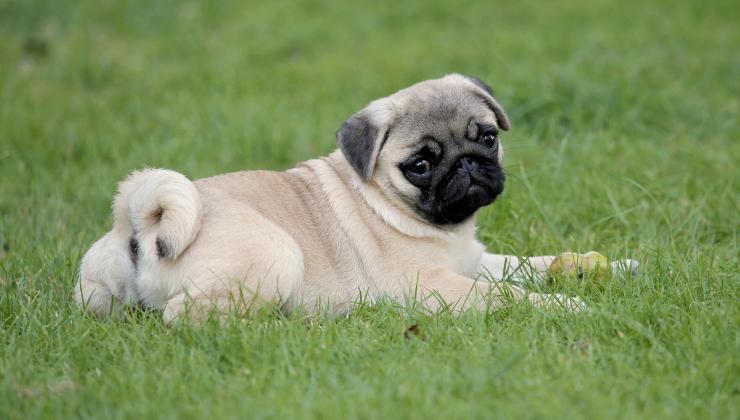 Cane carlino sdraiato sull'erba