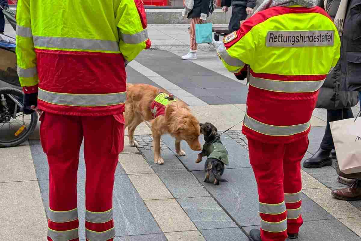 cani da soccorso