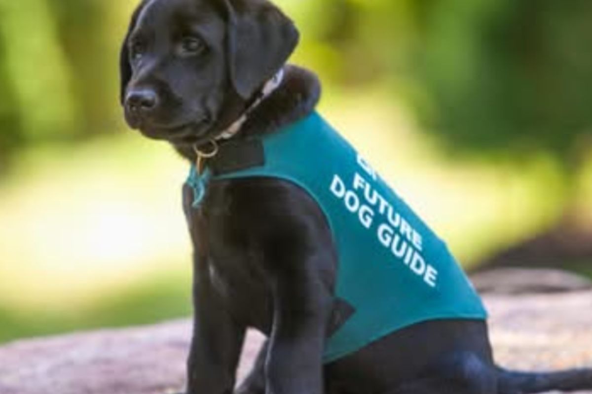 Scooby ridà il sorriso a David dopo la malattia: la storia del cane che ha cambiato tutto