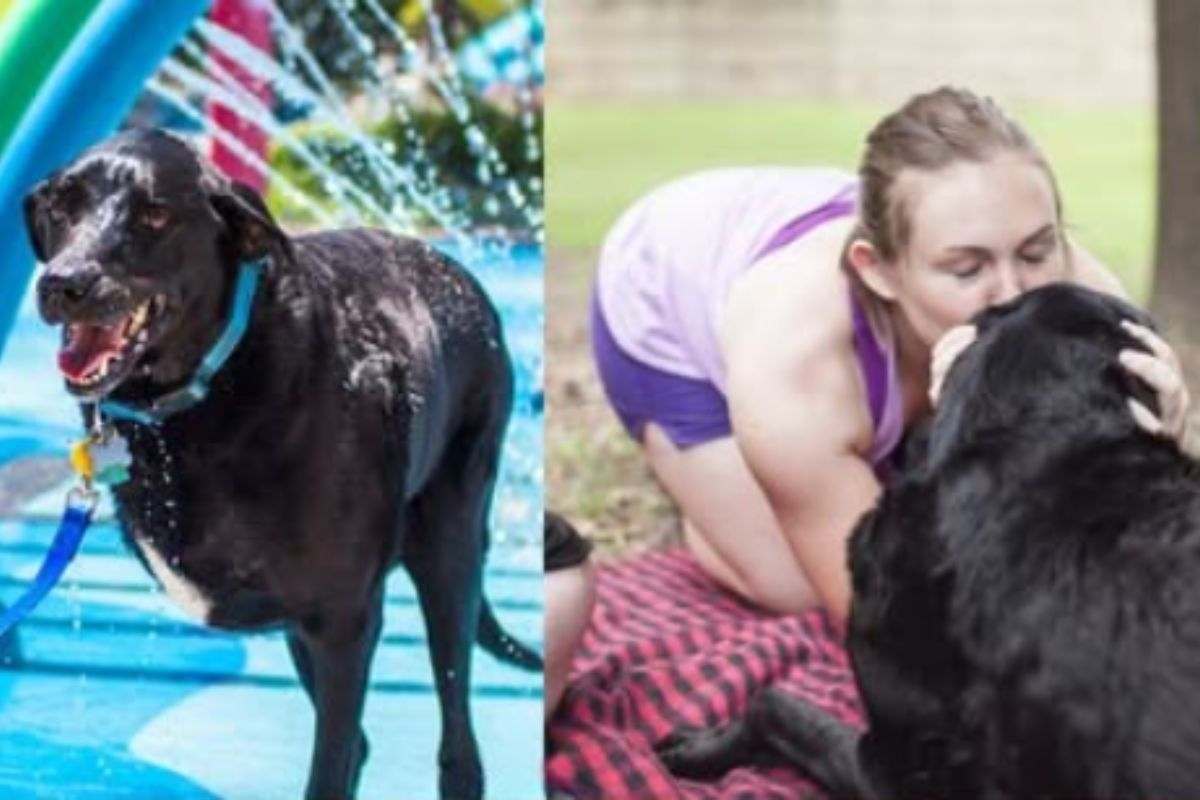 L’addio a Duke: il cane malato che ha vissuto il suo ultimo giorno più bello con la famiglia