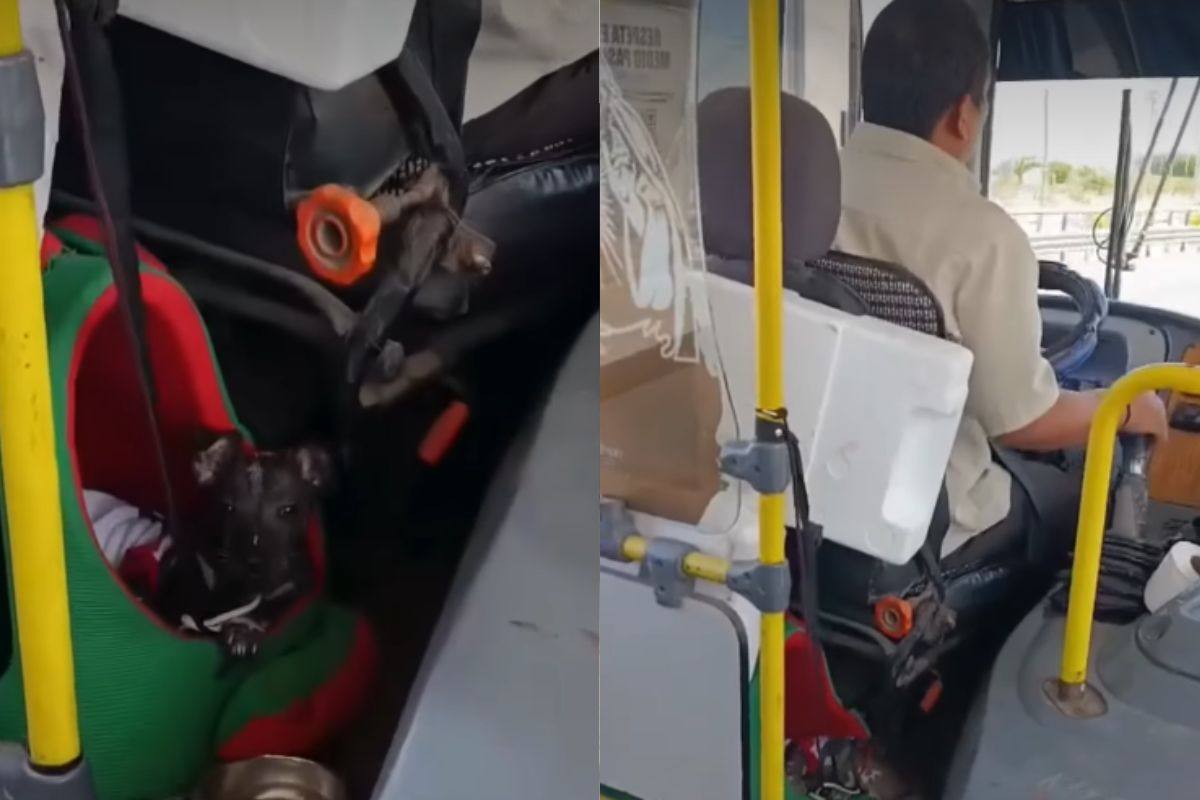 Sul sedile accanto c’è lei: la cagnolina che ha cambiato ogni viaggio