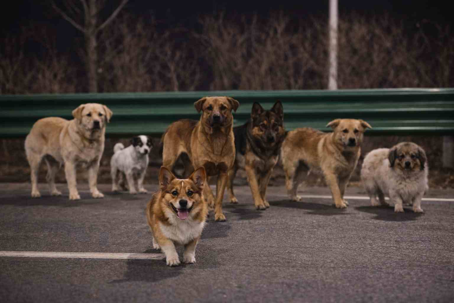 Cani in branco su strada