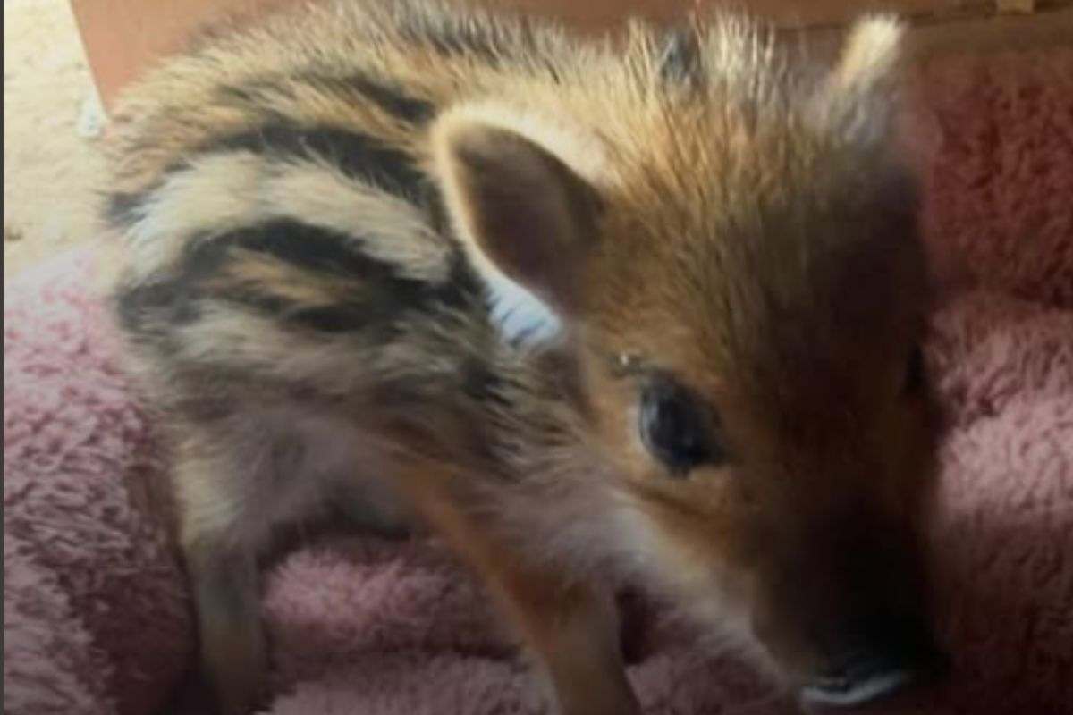 cucciolo di cinghiale