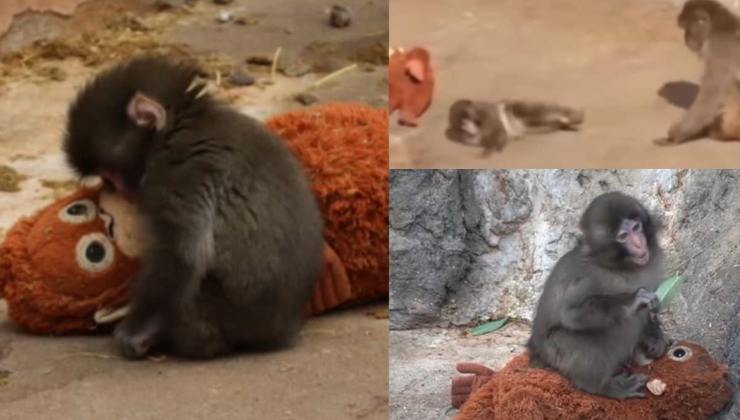 Cucciolo di macaco con il suo peluche