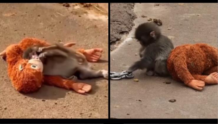 Cucciolo di macaco trova conforto nel suo peluche