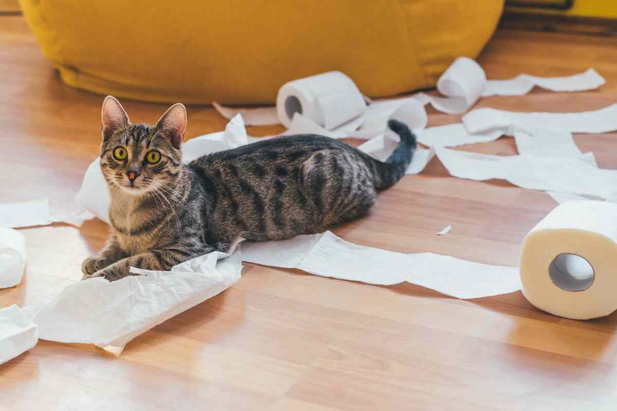 Gatto che gioca con i rotoli di carta igienica