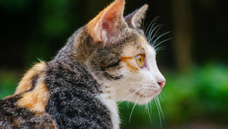 Gattina della colonia felina