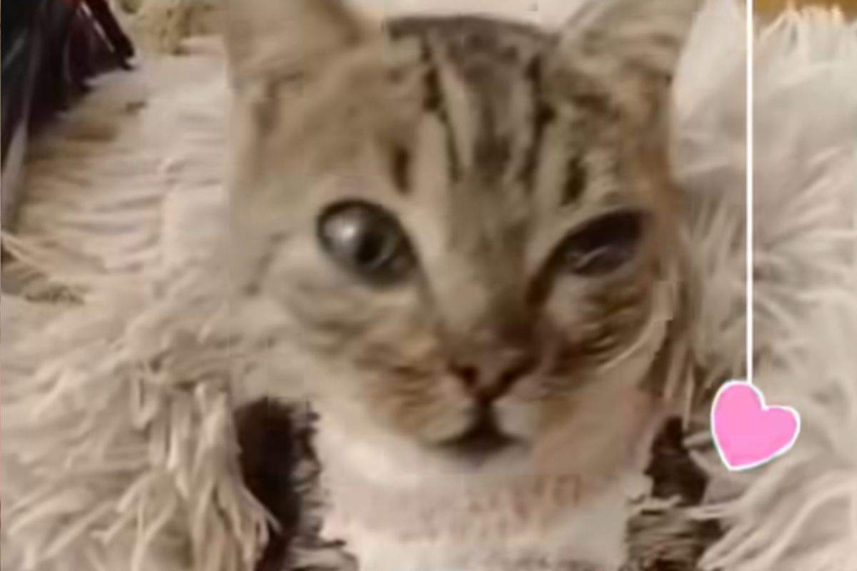 gatta con danni al cervello