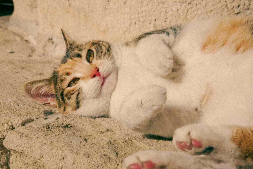 Gattina della colonia felina