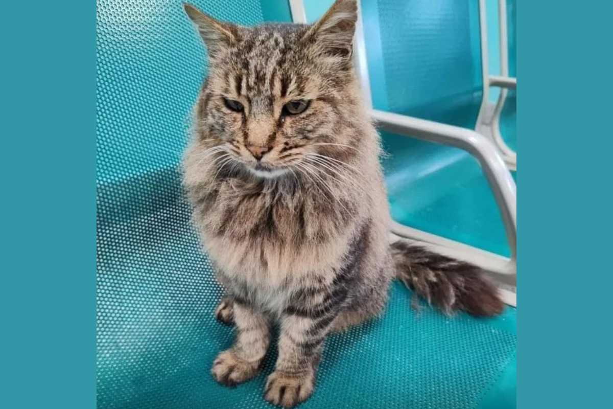 Gatto di Colleferro ucciso con un calcio