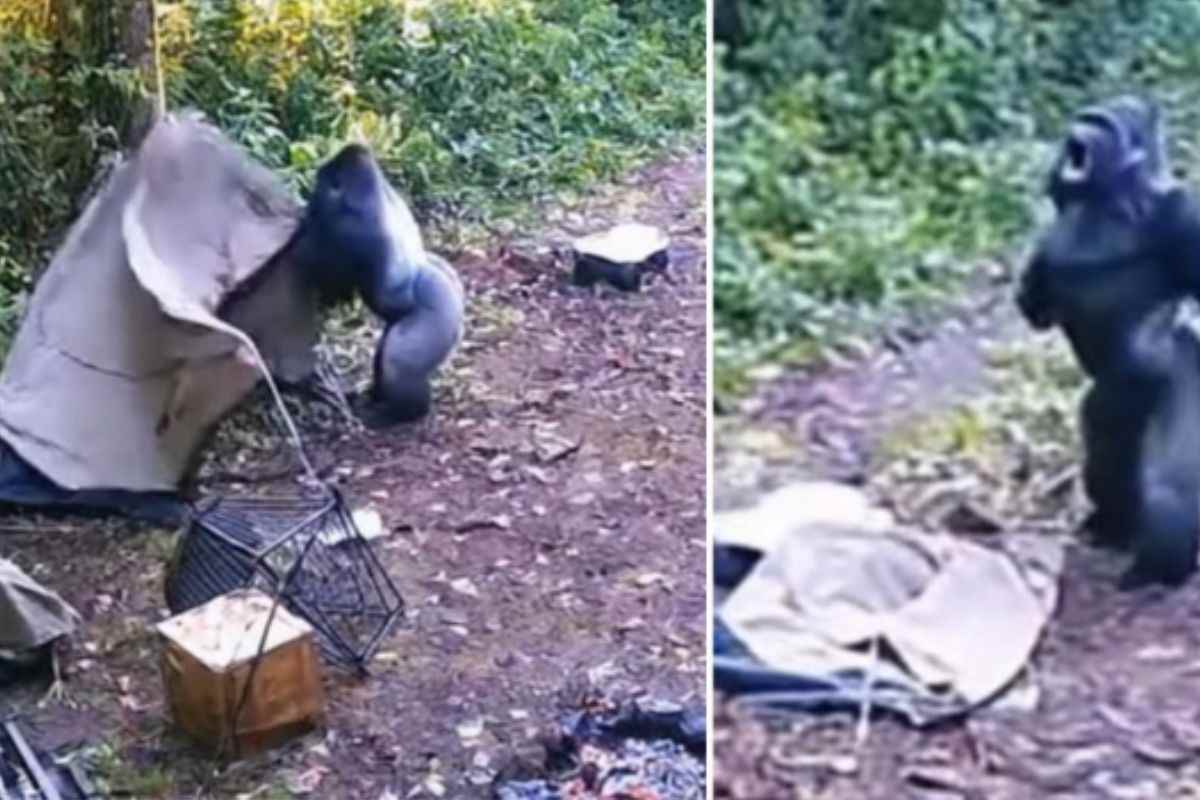 Il coraggio di un gorilla per salvare i cuccioli: una scena difficile da dimenticare