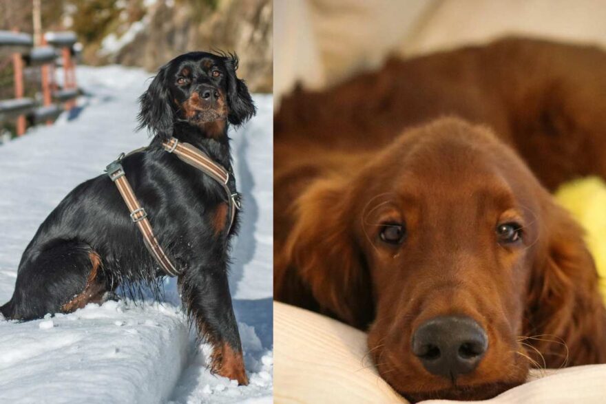 Harley e Duke, due cani uniti fino all’ultimo respiro