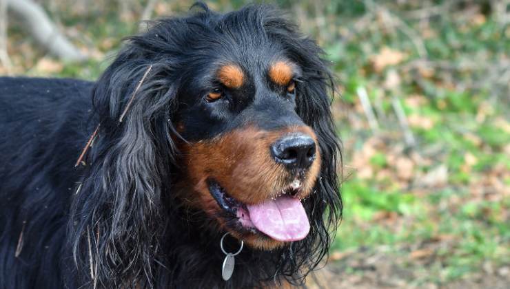 Harley e Duke se ne vanno insieme