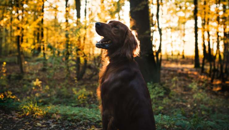 Harley e Duke se ne vanno insieme_ l’addio ai due cani uniti fino all’ultimo respiro