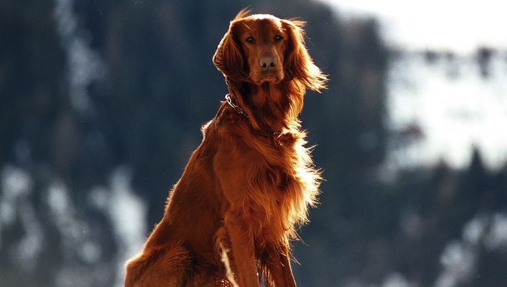 Harley e Duke se ne vanno insieme_ l’addio ai due cani uniti fino all’ultimo