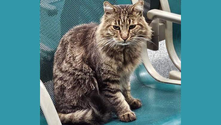 Il gattino di Colleferro ucciso con un calcio