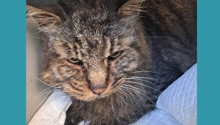 Il gatto di Colleferro ucciso con un calcio