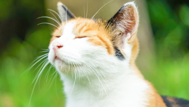 Gattina della colonia felina