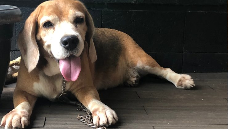 Cane Beagle