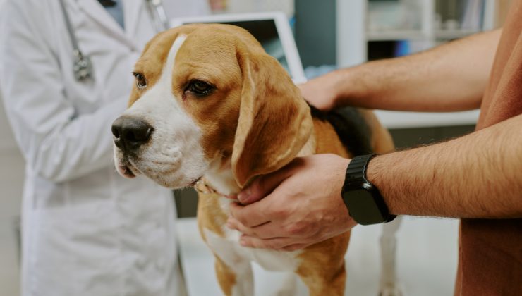 Beagle dal veterinario