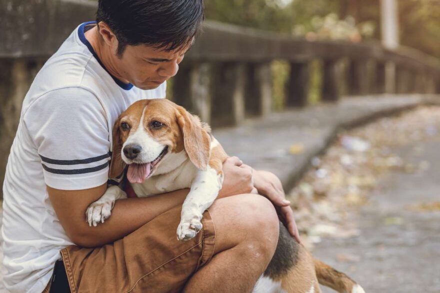L’addio dell'uomo al suo amato beagle dopo la malattia