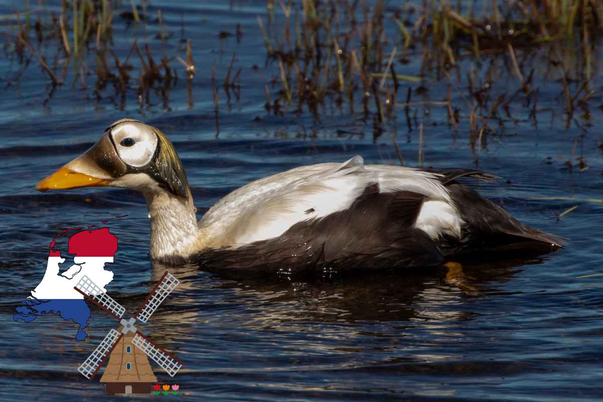 L’anatra artica diventata una celebrità in Olanda non ce l’ha fatta