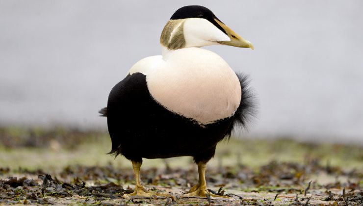 L’anatra artica in Olanda non ce l’ha fatta