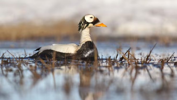 L’edredone dagli occhiali (Somateria fischeri) è una specie rarissima da osservare in Europa