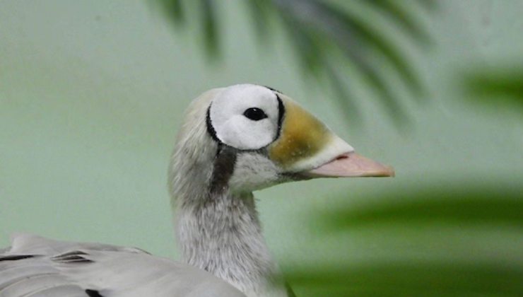 L’edredone dagli occhiali mentre si trovava al centro di recupero