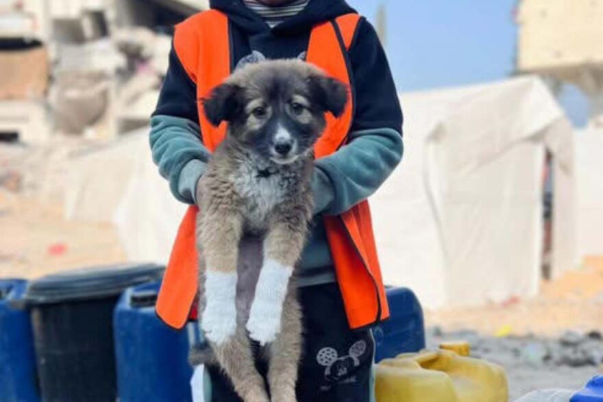 Mohammed con in braccio il cucciolo Simba tra le macerie di Gaza