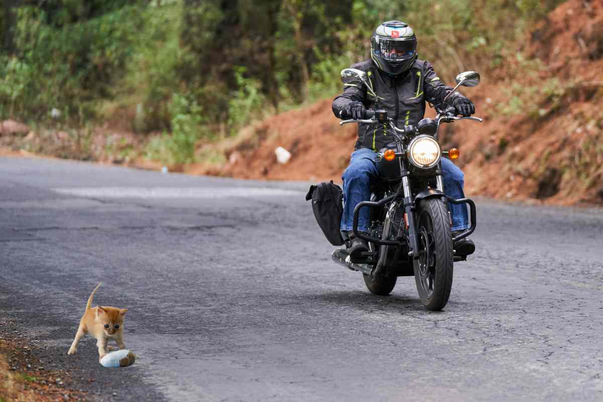 Motociclista si ferma per salvare un gattino sull’asfalto rovente
