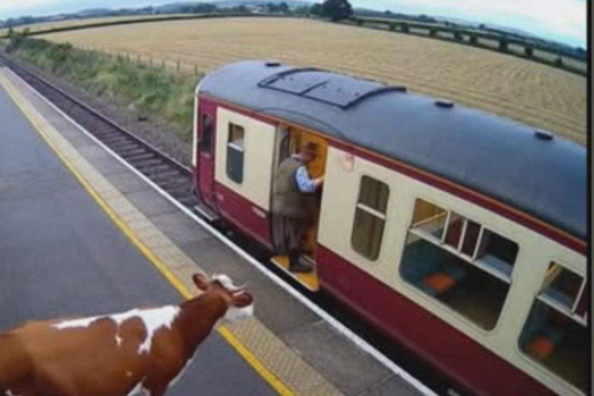 Ogni giorno lo aspetta alla stazione: la dolce routine di una mucca e del suo contadino