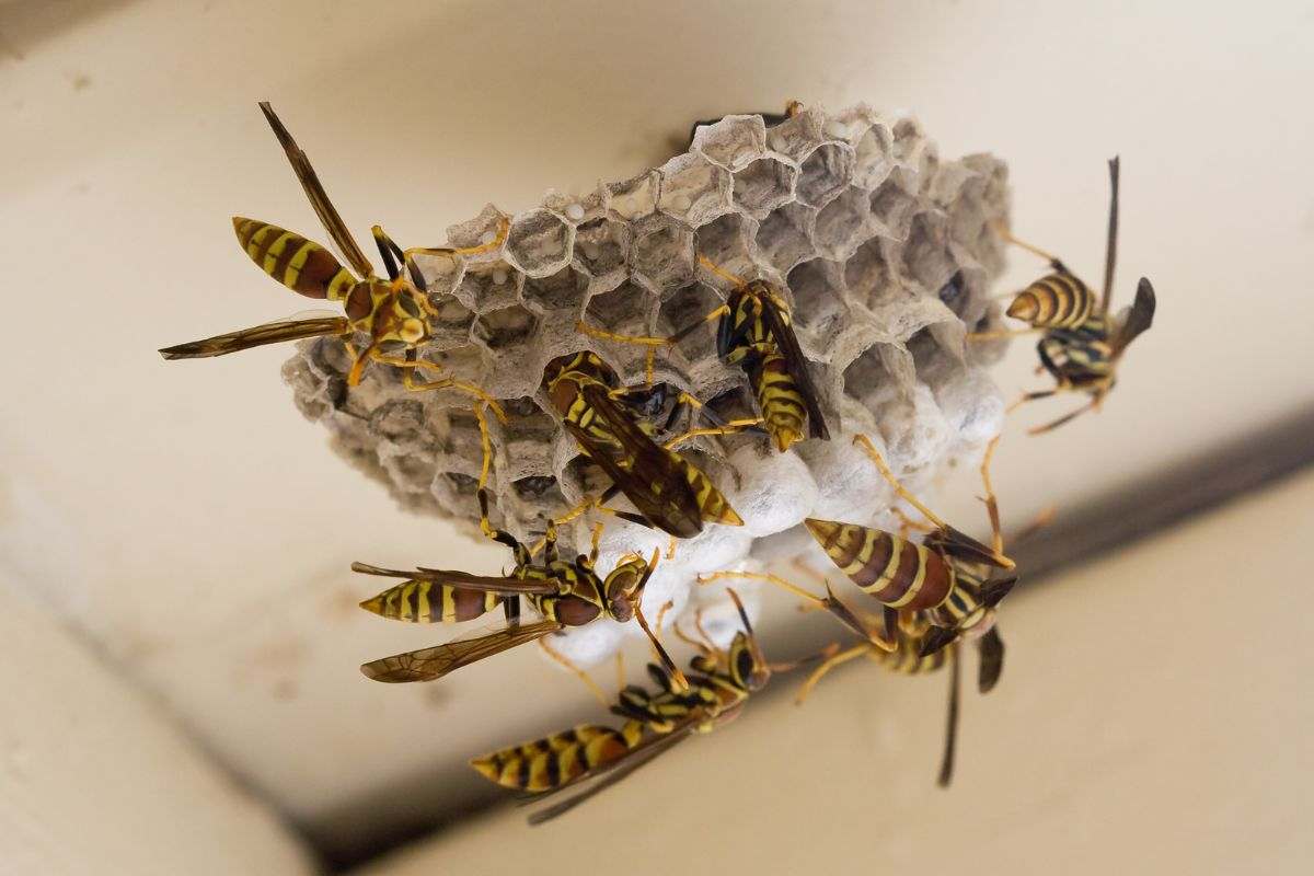 Casa tua potrebbe piacere alle vespe: ecco perché