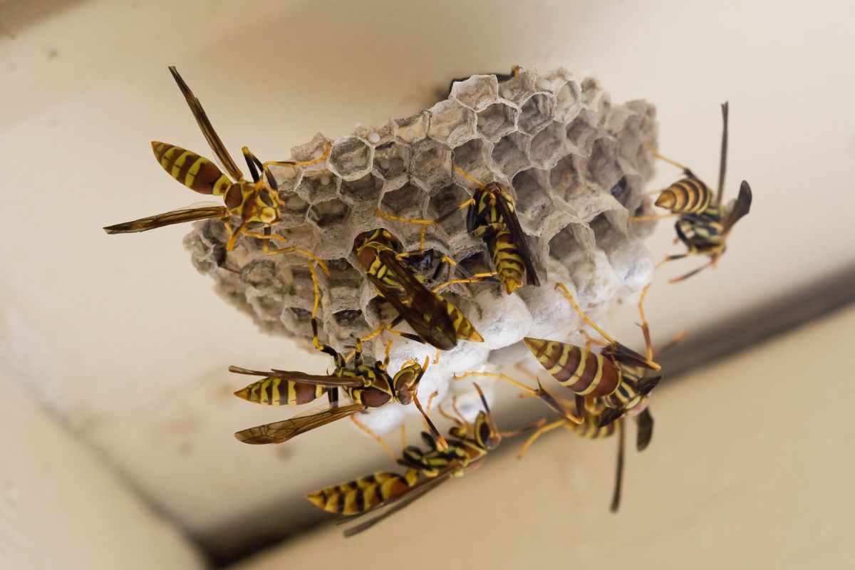 Nido di vespe