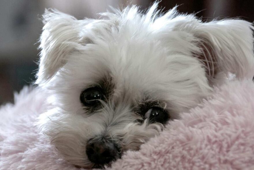 Noah non riusciva a stare in piedi, poi la scoperta delle costole rotte
