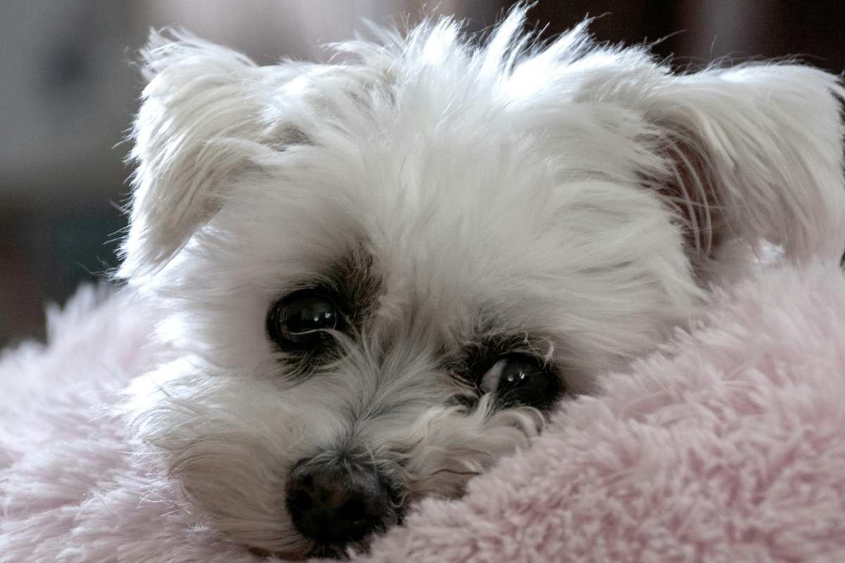 Non si reggeva in piedi, poi la scoperta che cambia tutto: la storia di Noah