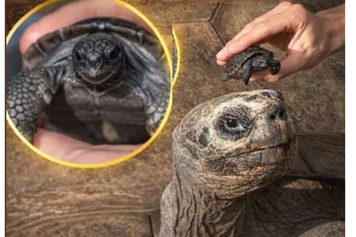 A 135 anni diventa padre: la storia incredibile della tartaruga gigante Golias