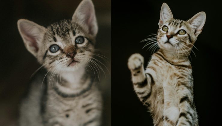 Un gatto si intrufola su un aereo in volo