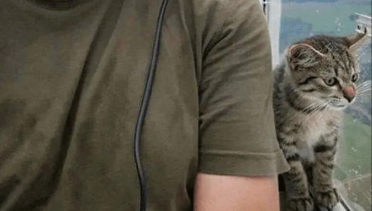 Un gatto si intrufola su un aereo in volo