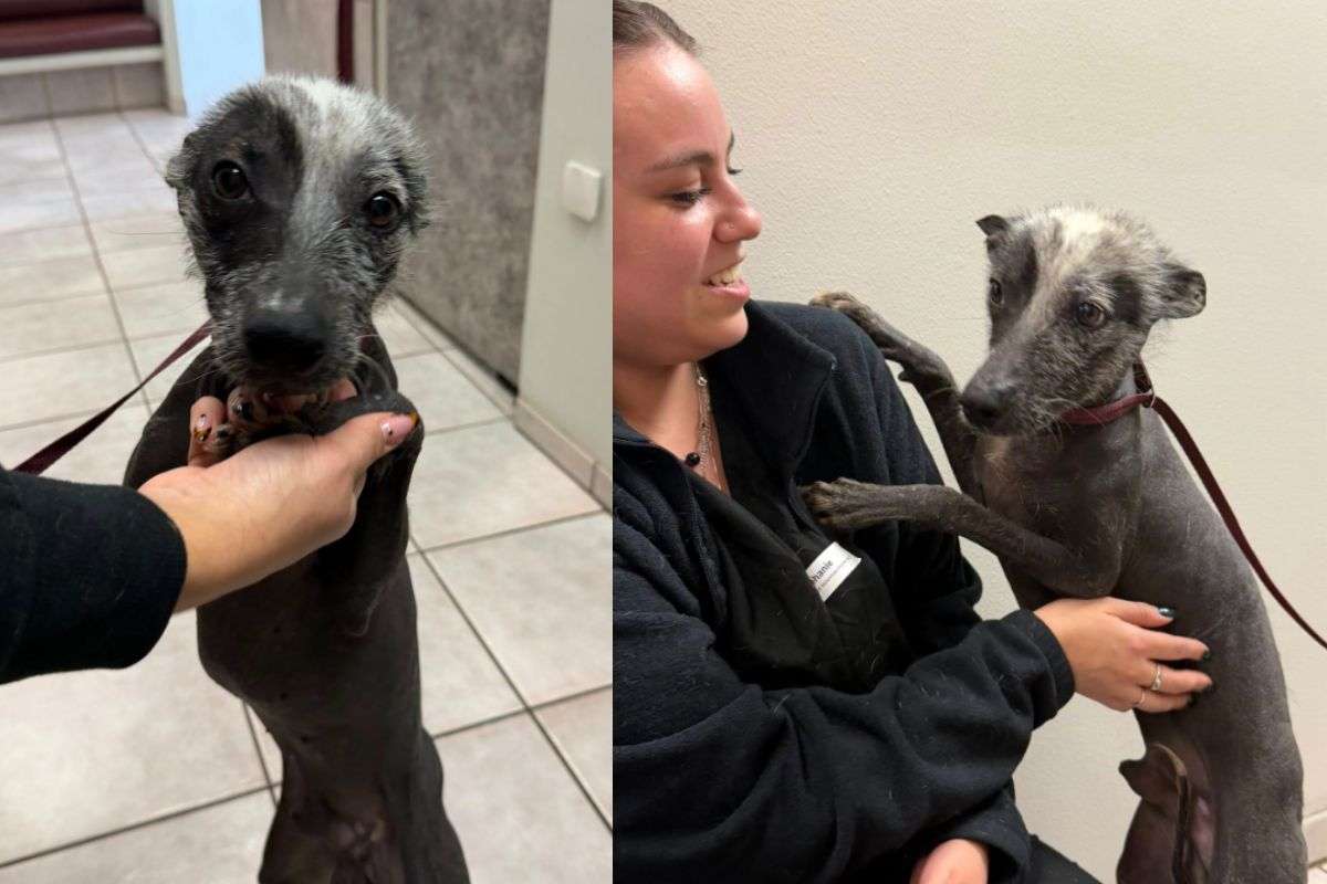 Volontaria corre a salvare un cagnolino, poi lo guarda da vicino e resta senza parole