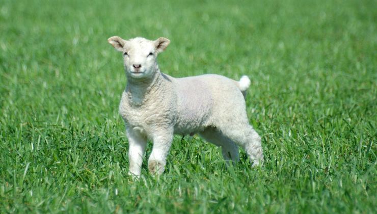 agnello cucciolo