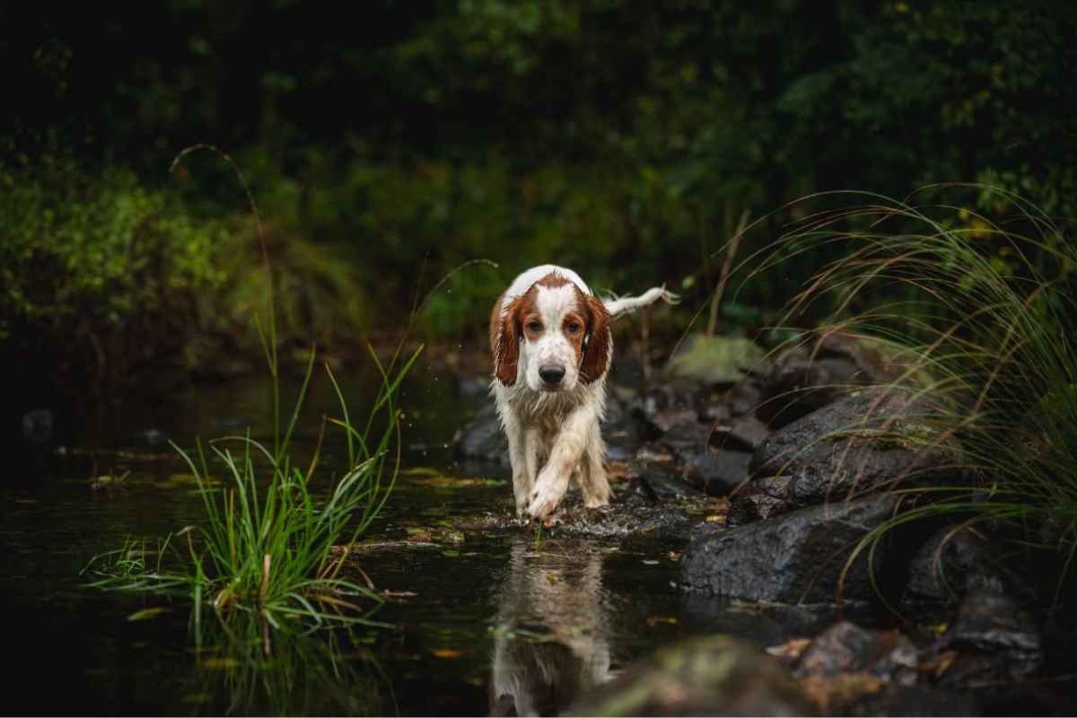 beagle