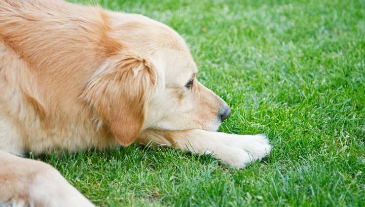cagnolina triste per la morte del cucciolo di cane