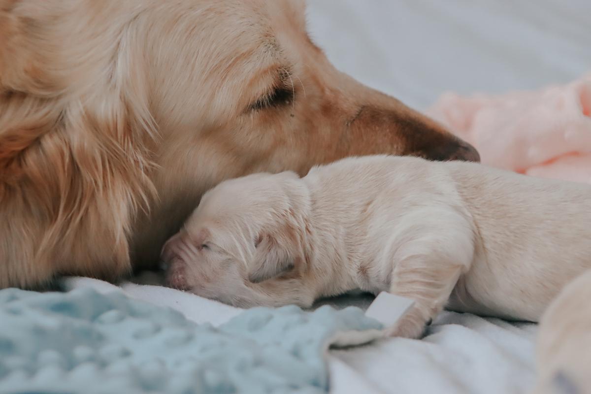 cagnolina e cucciolo