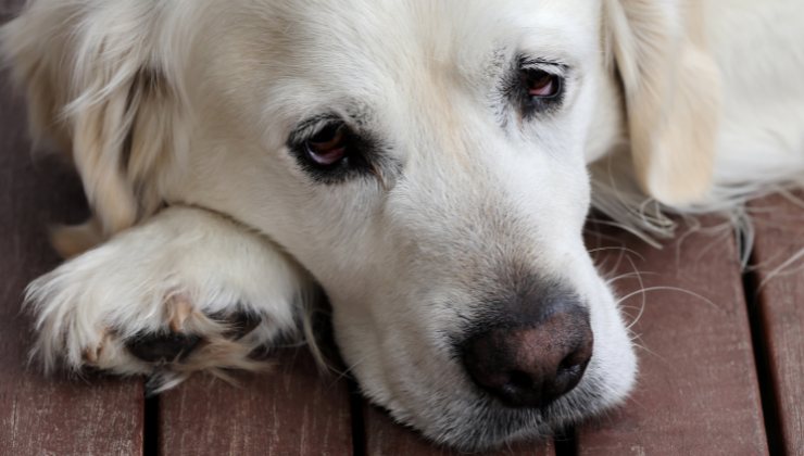 la cagnolina triste per la morte del suo cucciolo