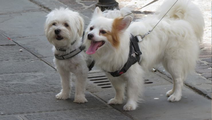 cagnolini in strada