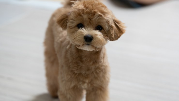 cagnolino Barboncino